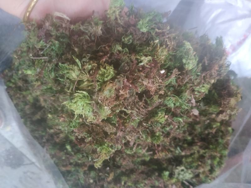 回心草～新货干净～产地现货～量大优惠～1公斤起售～