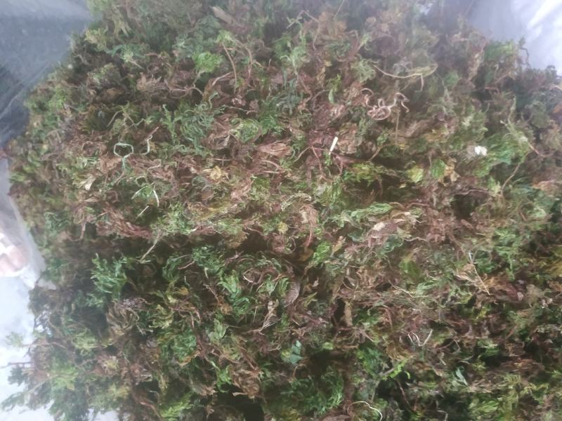 回心草～新货干净～产地现货～量大优惠～1公斤起售～