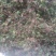 回心草～新货干净～产地现货～量大优惠～1公斤起售～