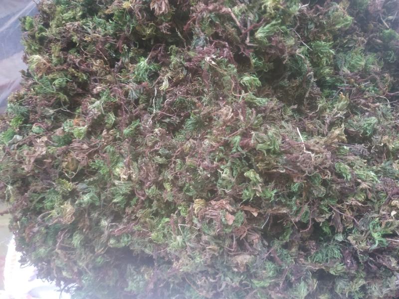 回心草～新货干净～产地现货～量大优惠～1公斤起售～
