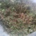 回心草～新货干净～产地现货～量大优惠～1公斤起售～