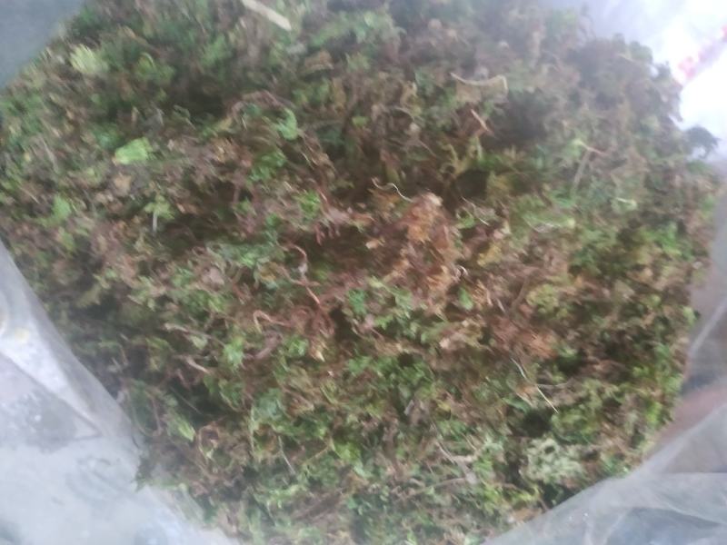 回心草～新货干净～产地现货～量大优惠～1公斤起售～