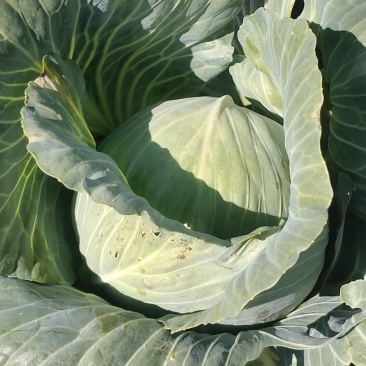 甘蓝，圆包菜，南瓜，白菜