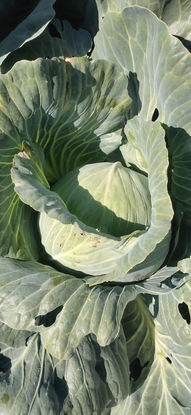 甘蓝，圆包菜，南瓜，白菜