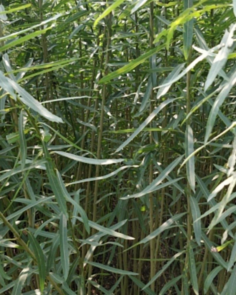 柳根苗，柳条种大量出售价钱优惠