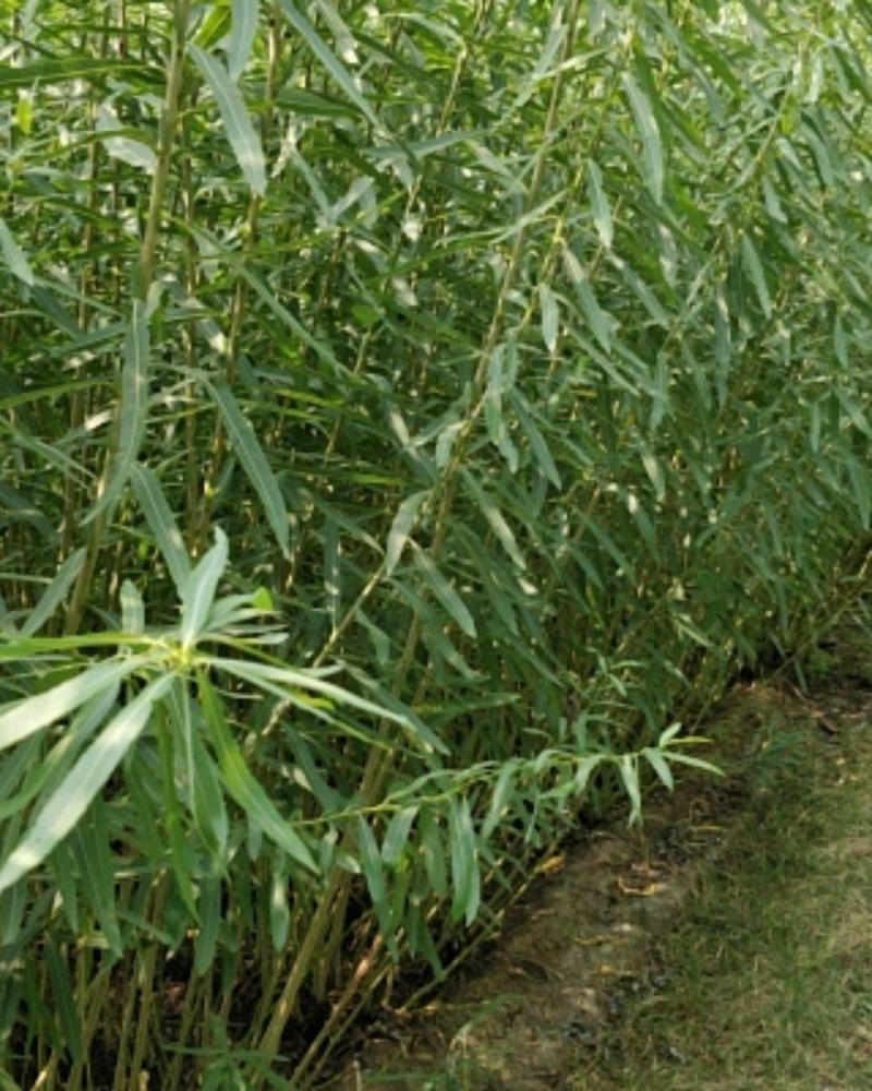 柳根苗，柳条种大量出售价钱优惠