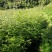 四川宜宾优质黄柏种苗基地直发全国供应量大从优