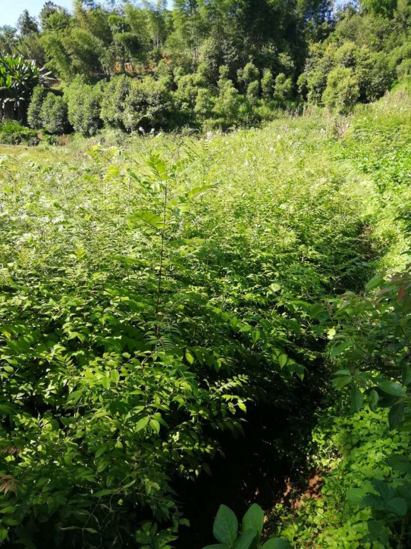 四川宜宾优质黄柏种苗基地直发全国供应量大从优