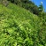 四川宜宾优质黄柏种苗基地直发全国供应量大从优