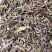 猫须草2020年新货产地直销量大优惠