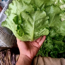 意大利生菜绿叶生菜可供超市各大市场现摘现发新鲜直达