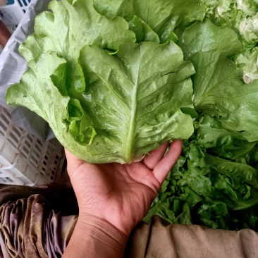 意大利生菜绿叶生菜可供超市各大市场现摘现发新鲜直达