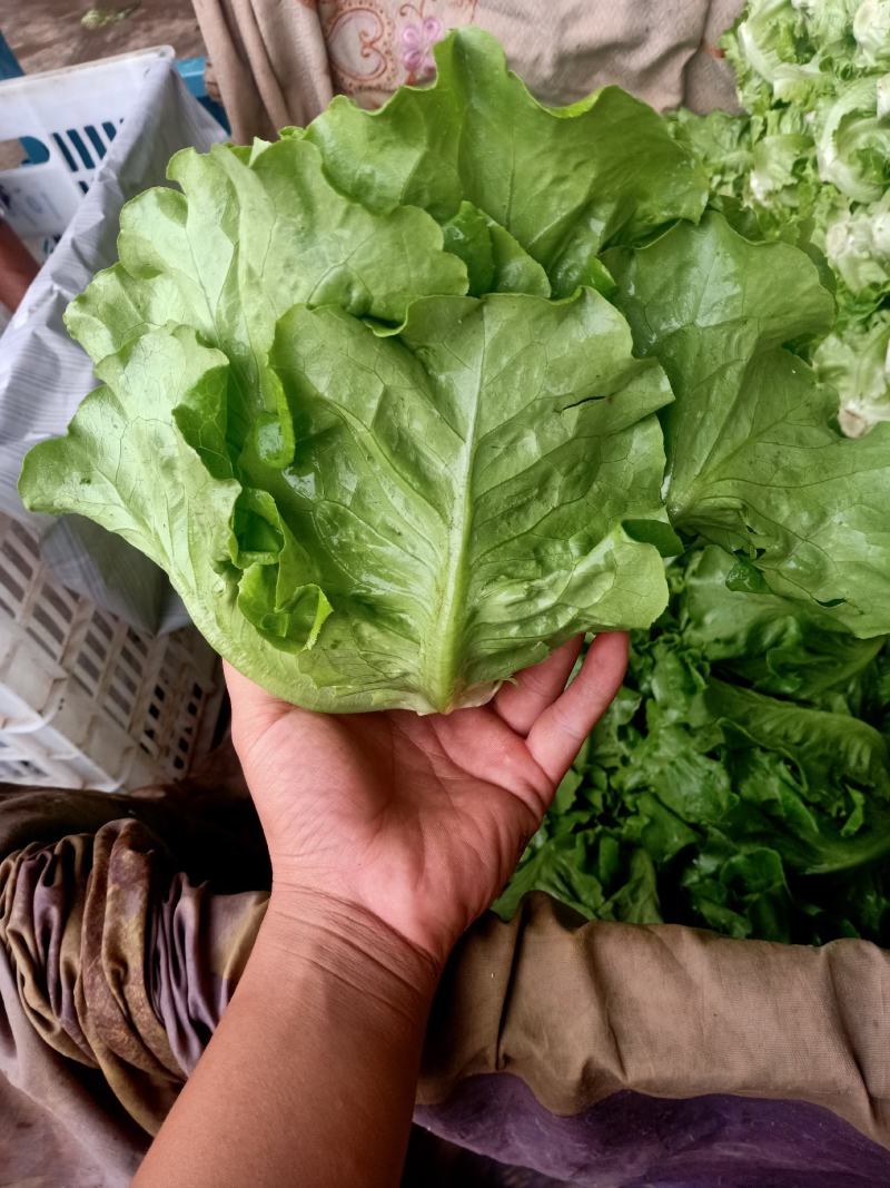 意大利生菜绿叶生菜可供超市各大市场现摘现发新鲜直达