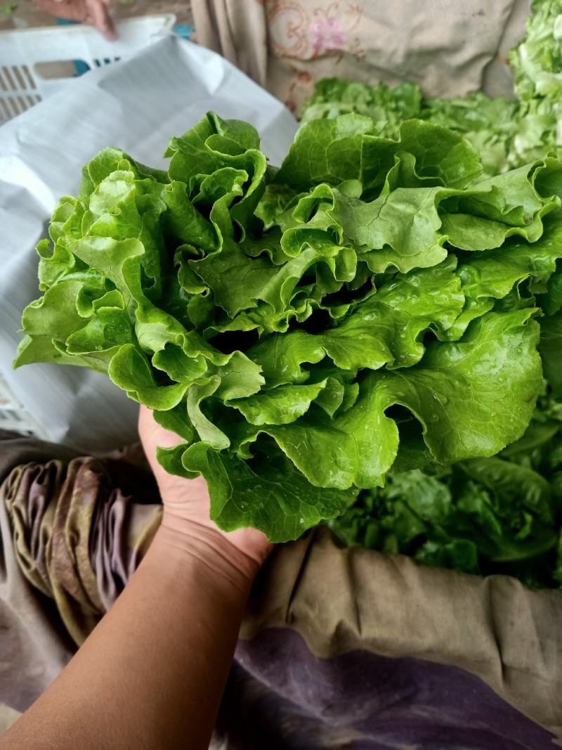 意大利生菜绿叶生菜可供超市各大市场现摘现发新鲜直达