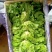意大利生菜绿叶生菜可供超市各大市场现摘现发新鲜直达