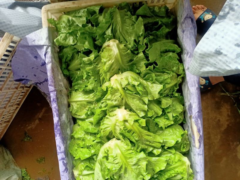 意大利生菜绿叶生菜可供超市各大市场现摘现发新鲜直达