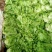 意大利生菜绿叶生菜可供超市各大市场现摘现发新鲜直达