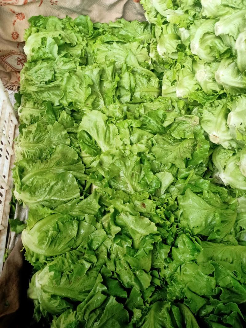 意大利生菜绿叶生菜可供超市各大市场现摘现发新鲜直达