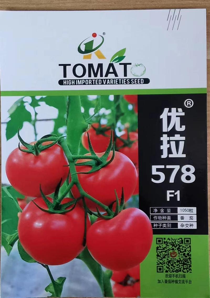 西红柿种子优拉578西红种子高抗五大病害品种种植种子