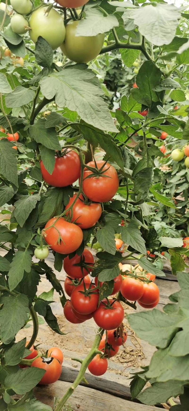 西红柿种子优拉578西红种子高抗五大病害品种种植种子