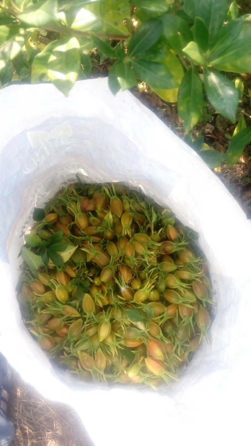 福建省，福鼎黄栀子鲜果，药用，食用色素等等