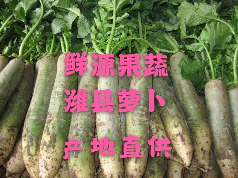 山东潍坊潍县青萝卜，水果萝卜，产地直供保证质量一手货源