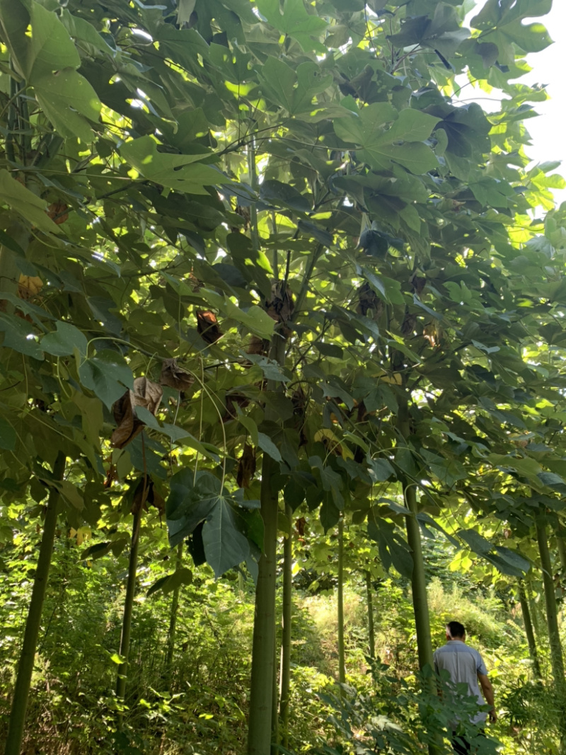 青桐定杆发帽青桐10～15公分