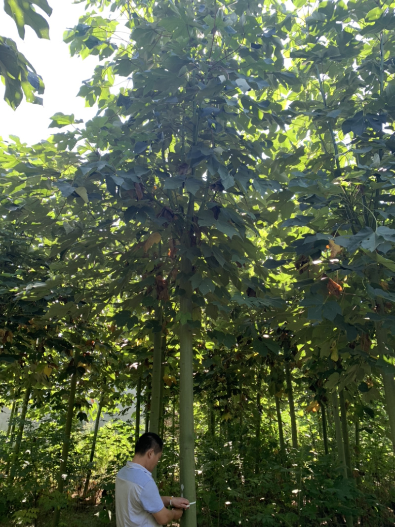 青桐定杆发帽青桐10～15公分