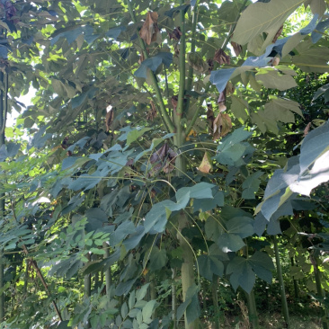青桐定杆发帽青桐10～15公分