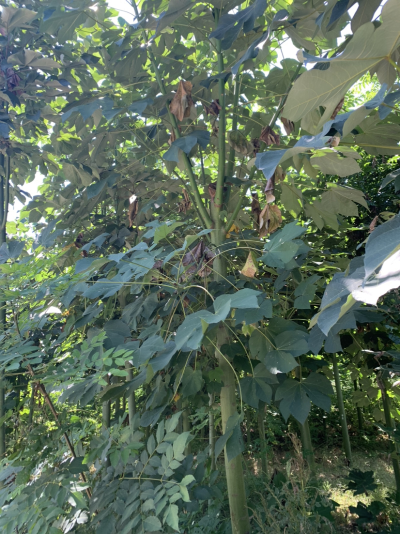 青桐定杆发帽青桐10～15公分