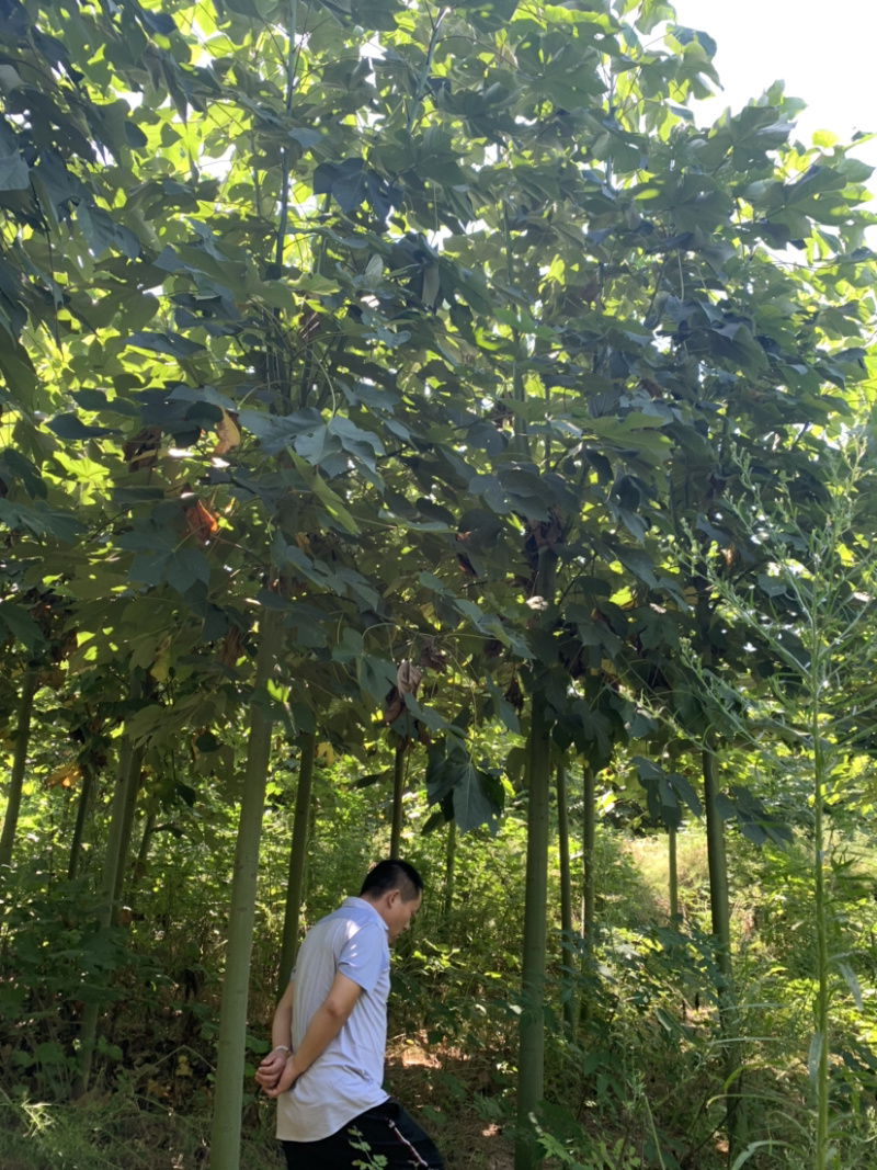 青桐定杆发帽青桐10～15公分