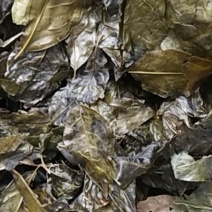 农家苦丁茶大叶干货苦浓