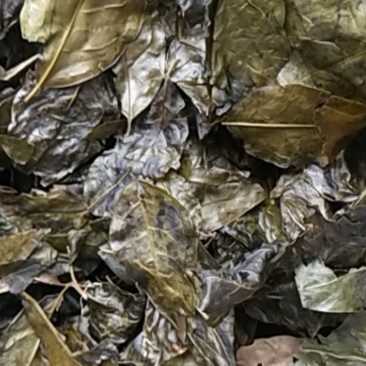 农家苦丁茶大叶干货苦浓