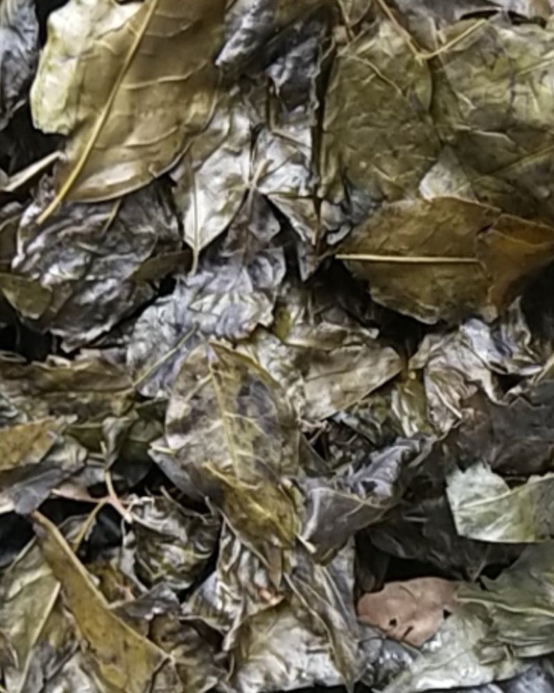 农家苦丁茶大叶干货苦浓