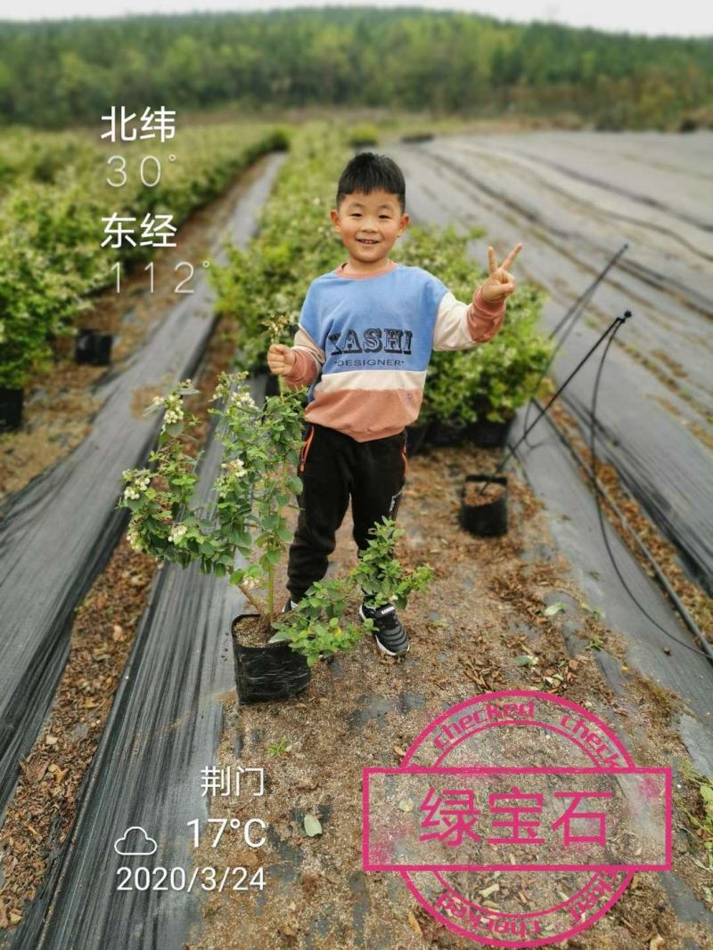 聚宝农业精品蓝莓苗组培苗