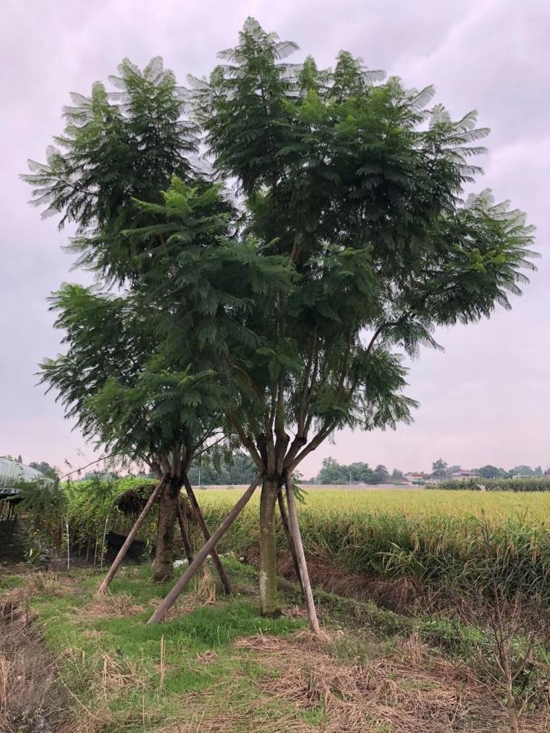 【信誉商家】蓝花楹绿化风景树视频看货价格可谈