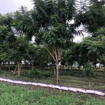 【信誉商家】蓝花楹绿化风景树视频看货价格可谈