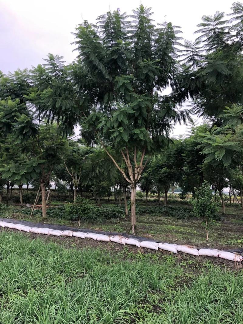 【信誉商家】蓝花楹绿化风景树视频看货价格可谈