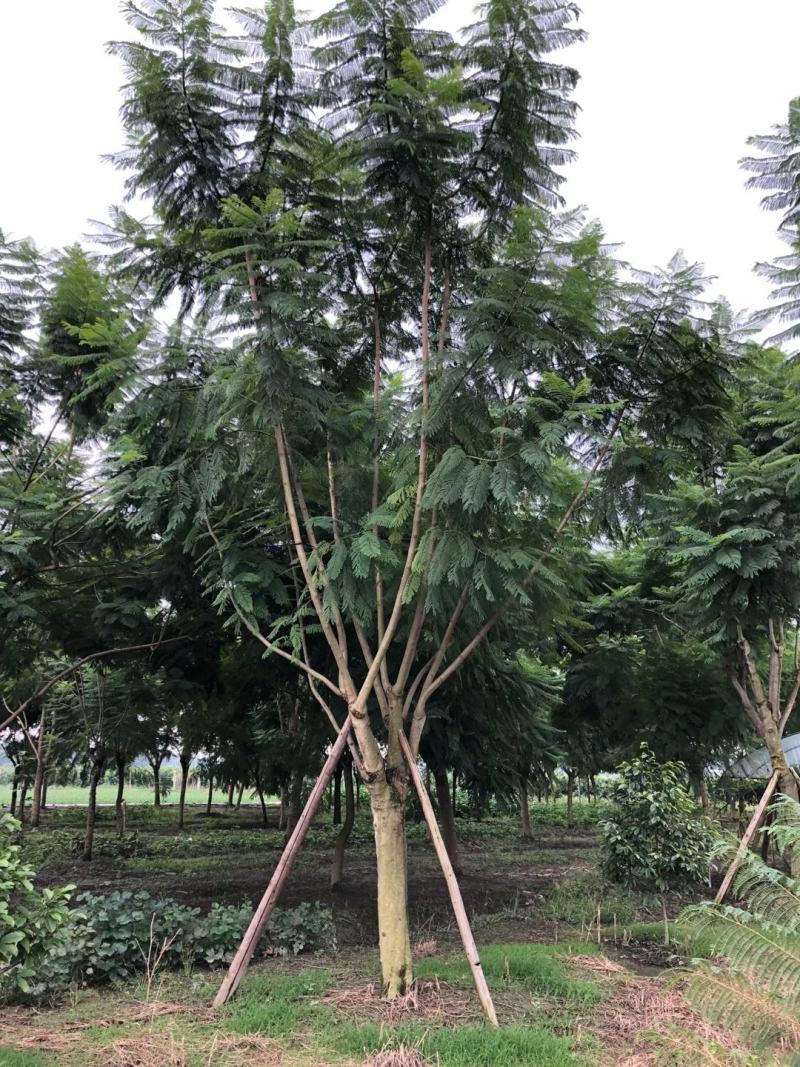 【信誉商家】蓝花楹绿化风景树视频看货价格可谈