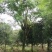 【信誉商家】蓝花楹绿化风景树视频看货价格可谈