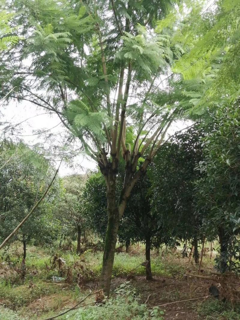 【信誉商家】蓝花楹绿化风景树视频看货价格可谈