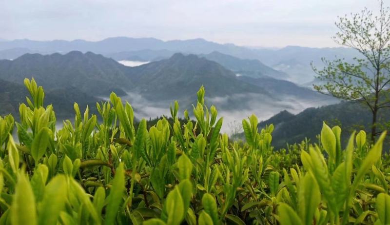 高山生态茶石门银峰