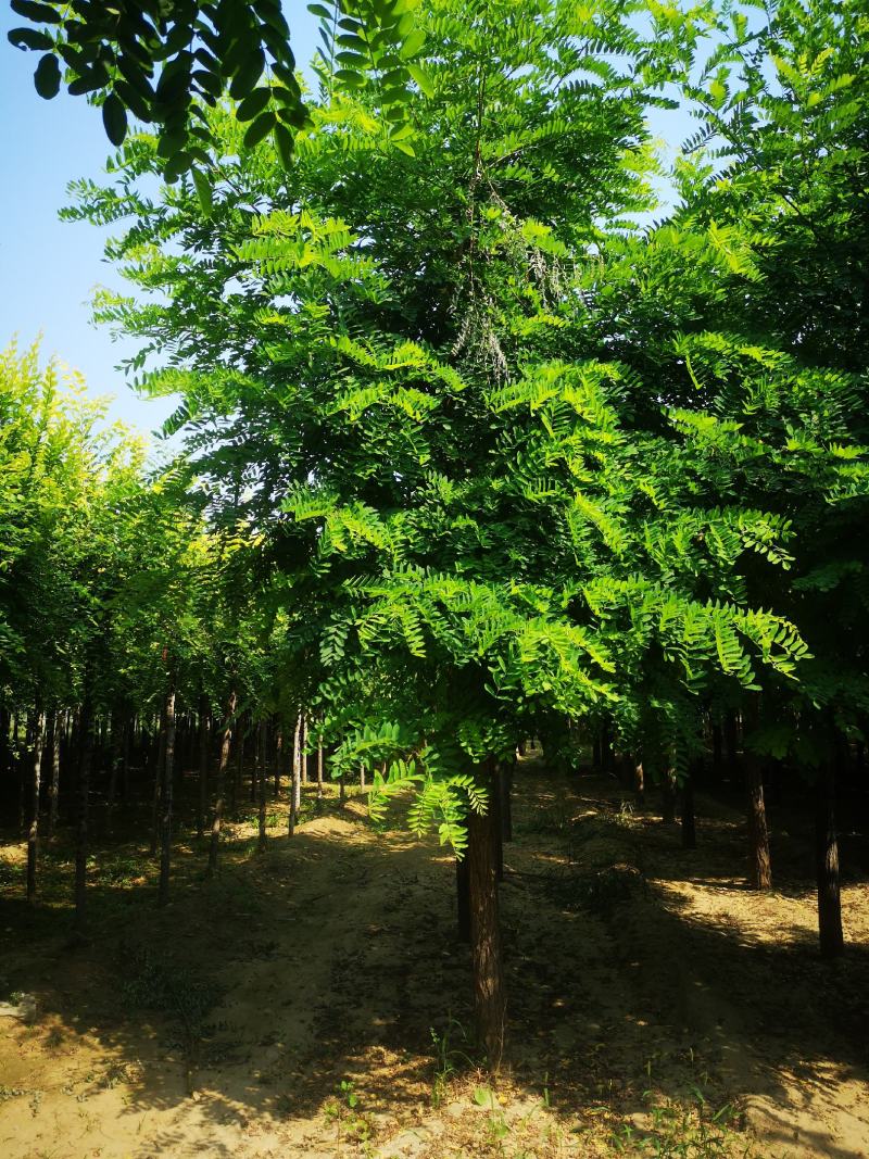 刺槐15公分16公分18公分20公分12公分13公分