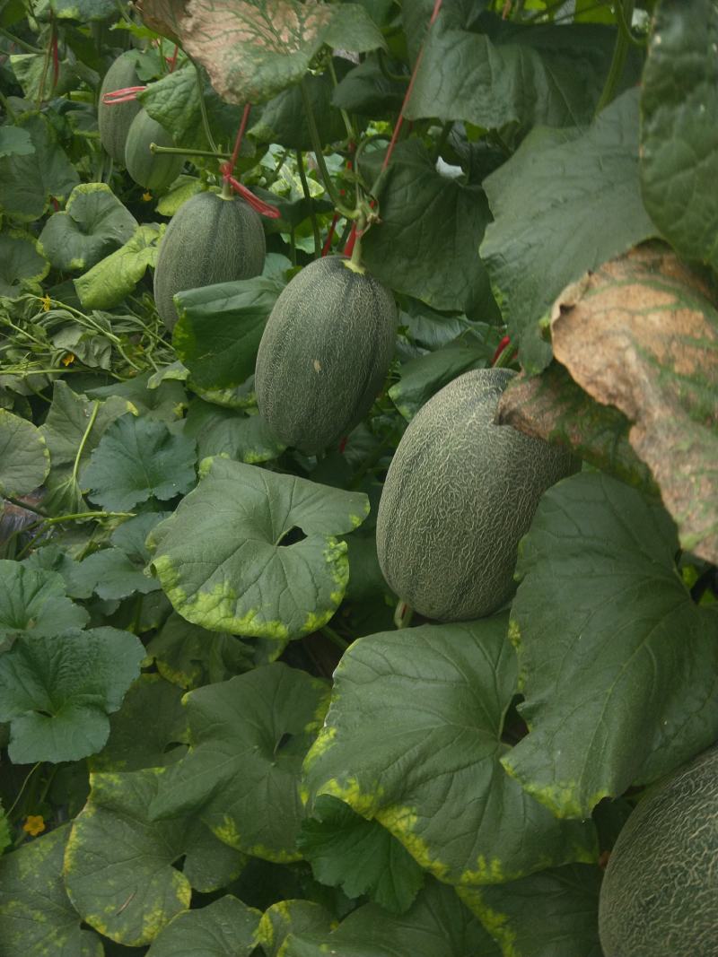 大量上市的。。西州蜜