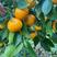 苗场直销，黄美人柑橘枝条，品种纯正，欢迎实地考察订购