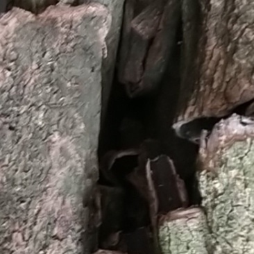 贵阳大山杜仲皮干统货