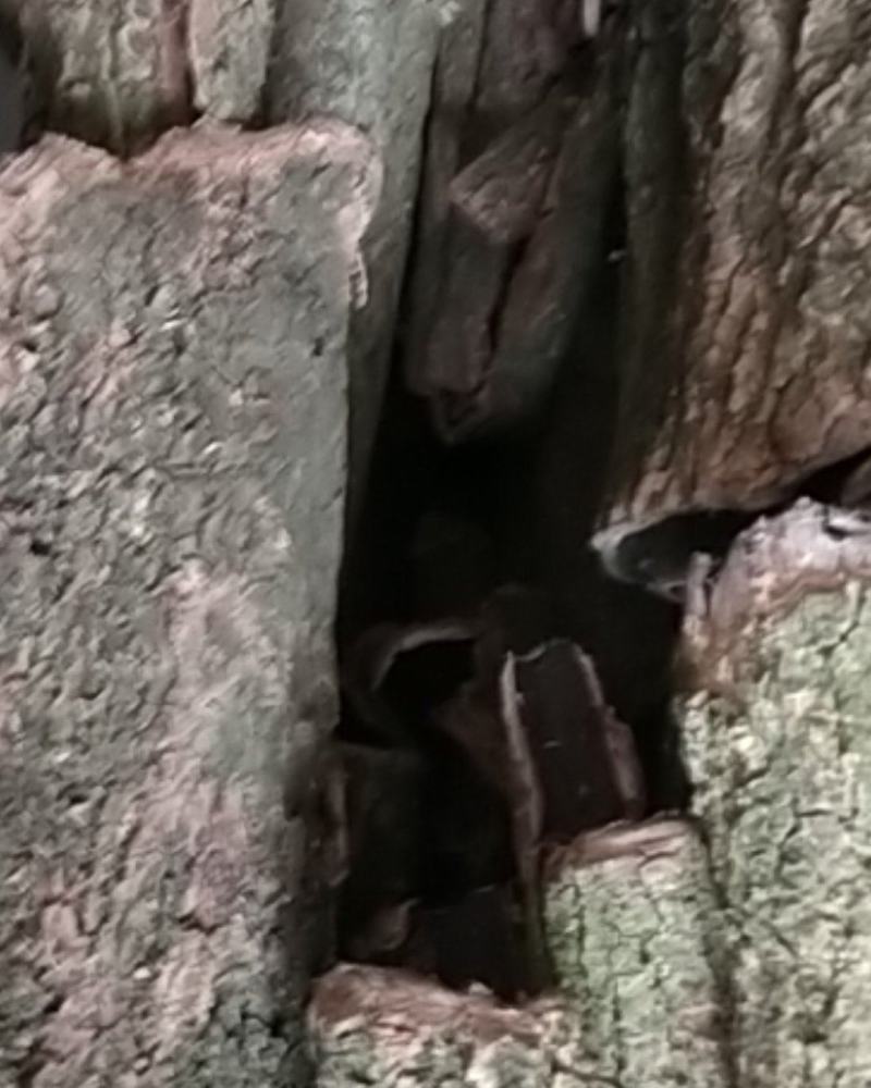贵阳大山杜仲皮干统货