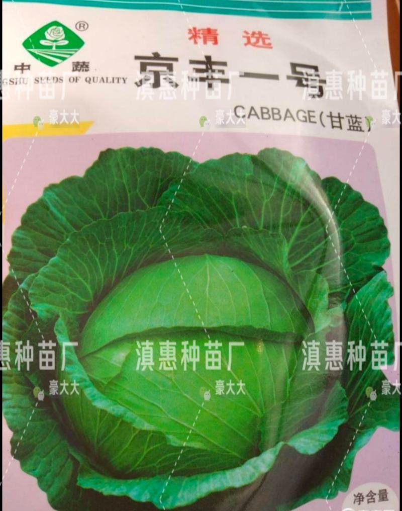 包菜苗云南扁包菜苗(京丰一号)穴盘苗基地直供，顺丰空运！