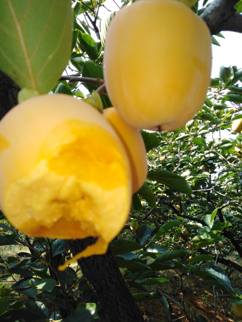 山东沂蒙山冰糖牛心柿大量上市(山东蒙阴)栗恋鲜果