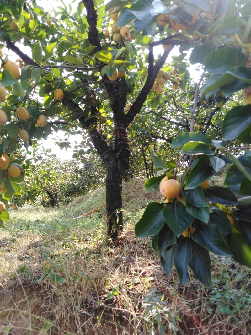 山东沂蒙山冰糖牛心柿大量上市(山东蒙阴)栗恋鲜果